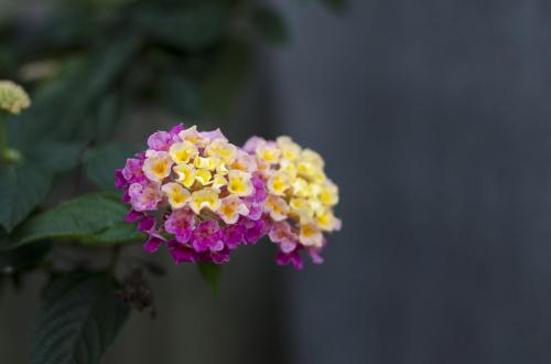 DSC_4269
